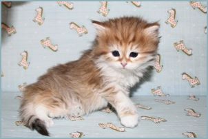 Female Siberian Kitten from Deedlebug Siberians